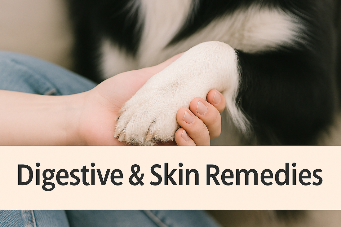 Navigating Digestive & Skin Issues in Pets: A Holistic Guide